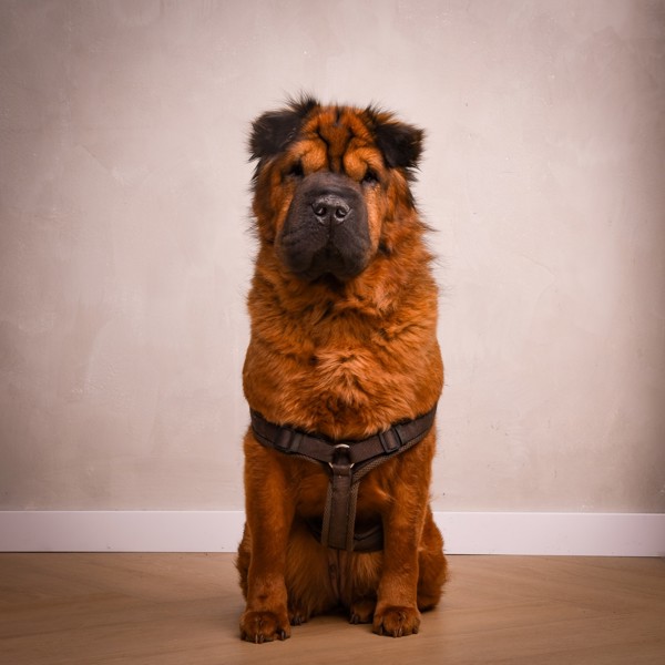 Abby de Kantoorhond
